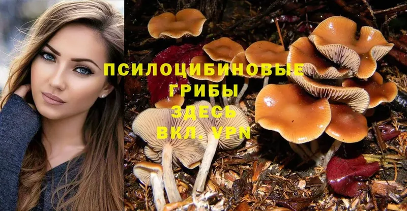 Псилоцибиновые грибы Cubensis  Выборг 